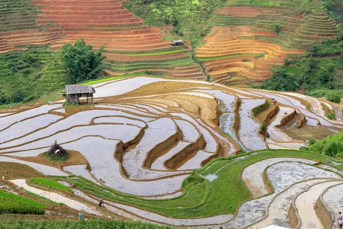 Framed Print : Rice terraces at Mu Cang Chai, Vietnam Framed Print : Rice terraces at Mu Cang Chai, Vietnam