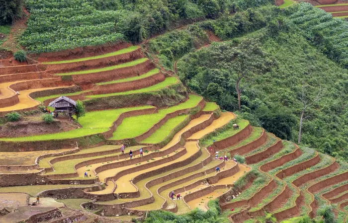 Framed Print : Rice terraces at Mu Cang Chai, Vietnam Framed Print : Rice terraces at Mu Cang Chai, Vietnam