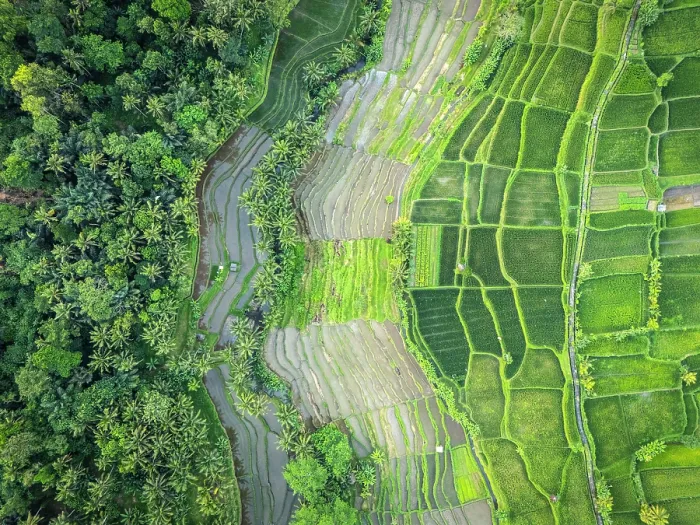 Framed Print : Rice Terraces near Ubud, Bali, Indonesia Framed Print : Rice Terraces near Ubud, Bali, Indonesia