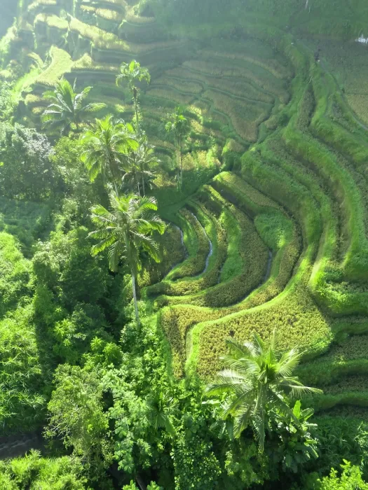 Framed Print : Rice Terraces, Tegallalang, near Ubud, Bali, Indonesia Framed Print : Rice Terraces, Tegallalang, near Ubud, Bali, Indonesia