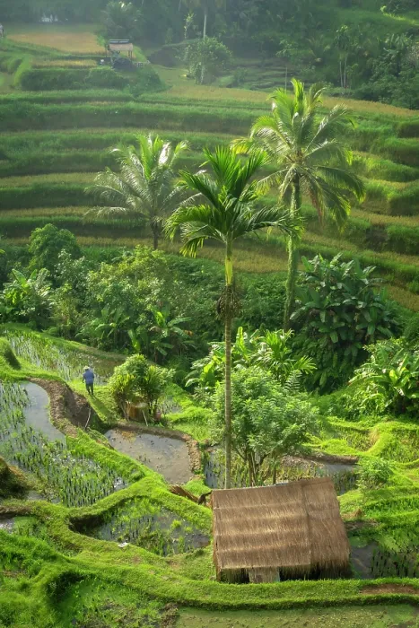Framed Print : Rice Terraces, Tegallalang, near Ubud, Bali, Indonesia Framed Print : Rice Terraces, Tegallalang, near Ubud, Bali, Indonesia