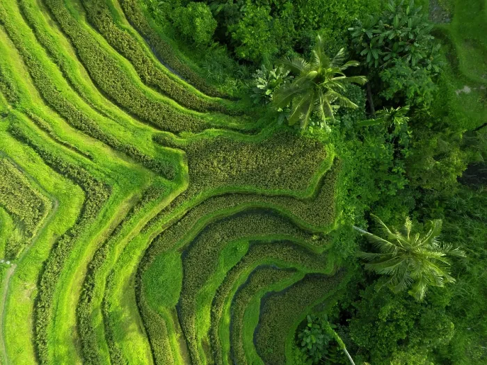 Framed Print : Rice Terraces, Tegallalang, near Ubud, Bali, Indonesia Framed Print : Rice Terraces, Tegallalang, near Ubud, Bali, Indonesia