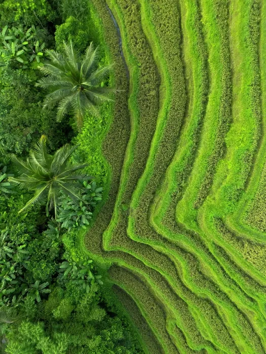 Framed Print : Rice Terraces, Tegallalang, near Ubud, Bali, Indonesia Framed Print : Rice Terraces, Tegallalang, near Ubud, Bali, Indonesia
