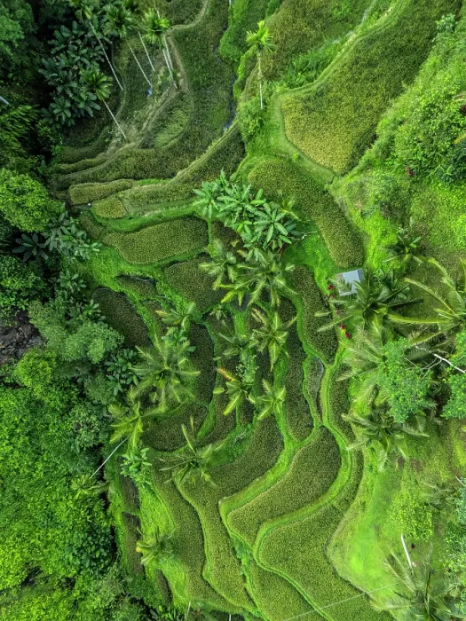 Framed Print : Rice Terraces, Tegallalang, near Ubud, Bali, Indonesia Framed Print : Rice Terraces, Tegallalang, near Ubud, Bali, Indonesia