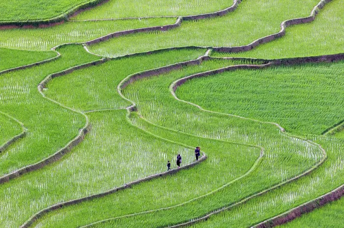 Framed Print : Rice terraces, Tu Le, Yen Bai Province, Vietnam Framed Print : Rice terraces, Tu Le, Yen Bai Province, Vietnam