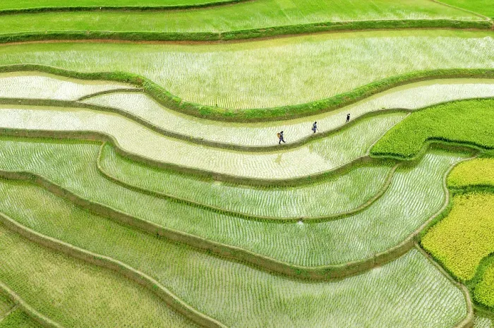 Framed Print : The rice terraces of Tu Le, Yen Bai Province, Vietnam Framed Print : The rice terraces of Tu Le, Yen Bai Province, Vietnam