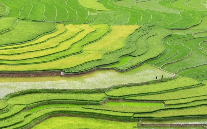 Framed Print : The rice terraces of Tu Le, Yen Bai Province, Vietnam Framed Print : The rice terraces of Tu Le, Yen Bai Province, Vietnam