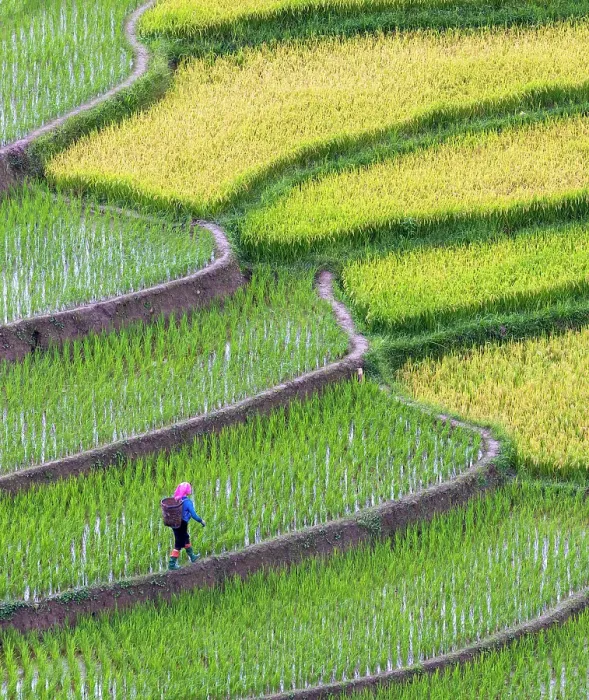 Framed Print : Rice terraces, Tu Le, Yen Bai Province, Vietnam Framed Print : Rice terraces, Tu Le, Yen Bai Province, Vietnam