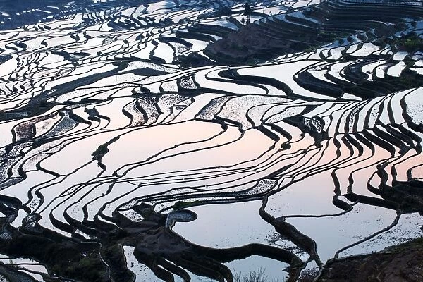 Rice terraces in Yuanyang, Yunnan, China