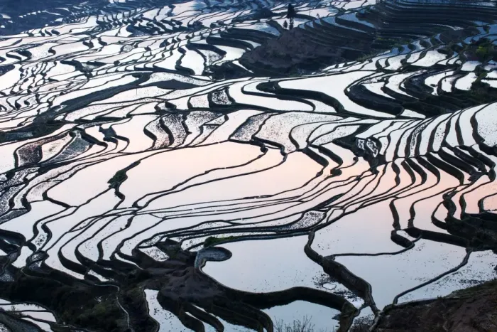 Framed Print : Rice terraces in Yuanyang, Yunnan, China Framed Print : Rice terraces in Yuanyang, Yunnan, China