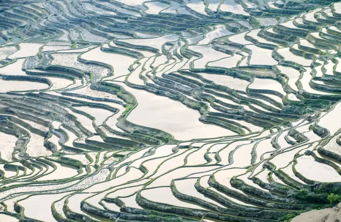 Framed Print : Rice terraces in Yuanyang, Yunnan, China Framed Print : Rice terraces in Yuanyang, Yunnan, China