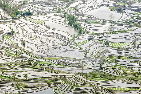 Rice terraces in Yuanyang, Yunnan, China