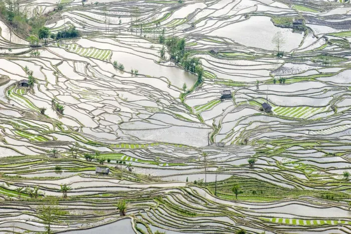 Framed Print : Rice terraces in Yuanyang, Yunnan, China Framed Print : Rice terraces in Yuanyang, Yunnan, China