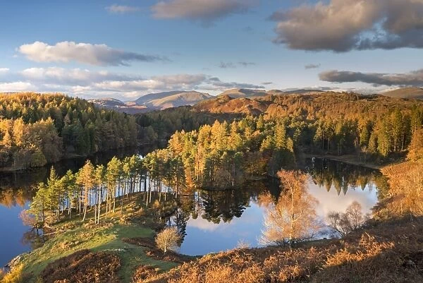 Rich evening sunshine glows on the trees at Tarn Hows in the Lake District National Park