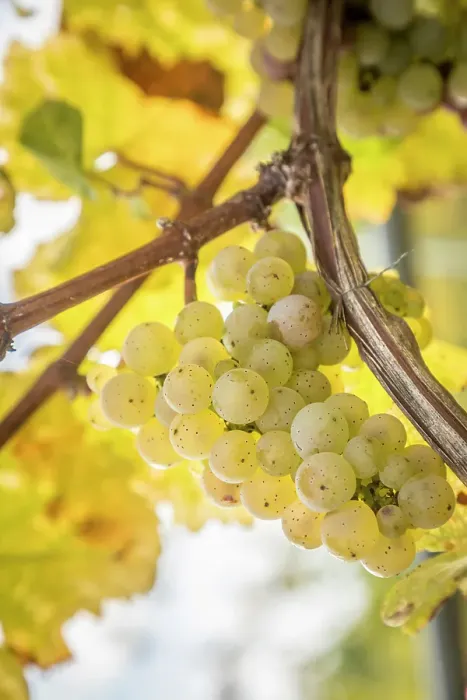 Framed Print : Riesling grapes in autumn in the vineyards above Kues, Bernkastel-Kues, Mosel, Rhineland-Palatinate, Germany