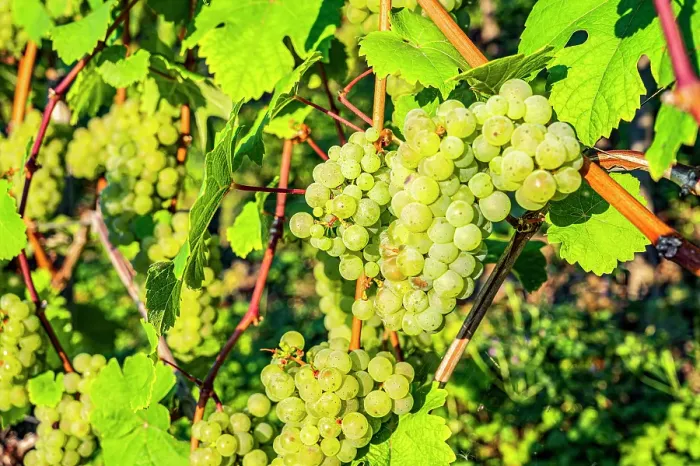 Framed Print : Riesling grapes at Beilstein, Hunsruck, Mosel, Rhineland-Palatinate, Germany Framed Print : Riesling grapes at Beilstein, Hunsruck, Mosel, Rhineland-Palatinate, Germany