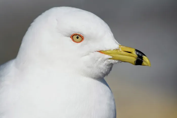Framed Print : Ring-billed Gull (Larus delawarensis), Burlington, Ontario, Canada