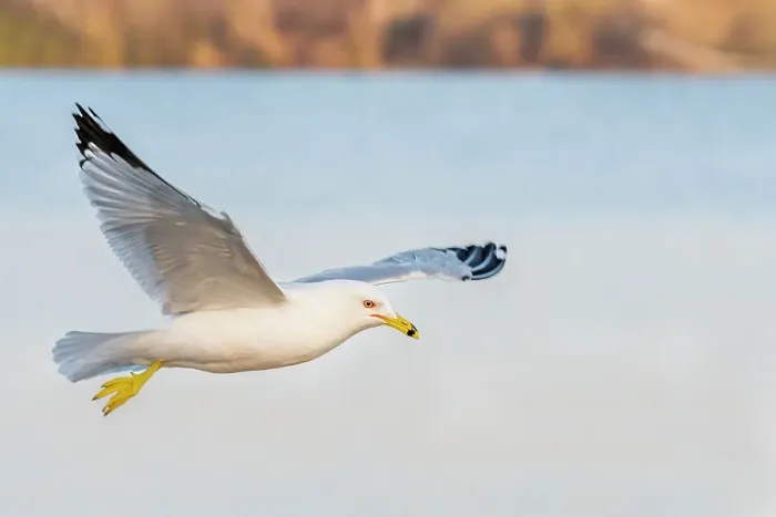 Framed Print : Ring-billed Gull (Larus delawarensis) in flight, Barrie, Ontario, Canada