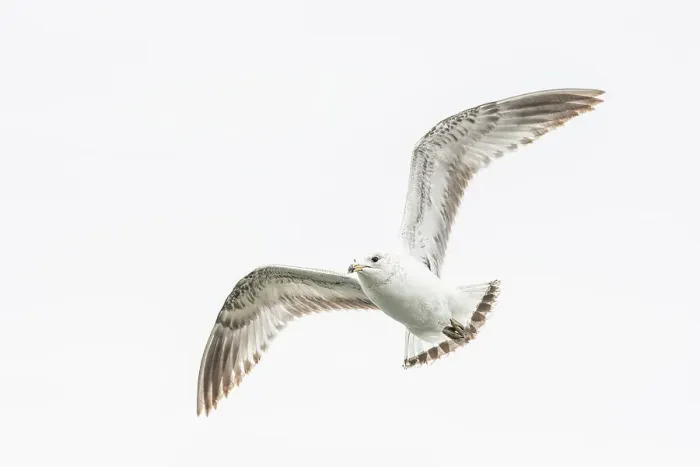 Framed Print : Ring-billed Gull (Larus delawarensis) in flight, Barrie, Ontario, Canada Framed Print : Ring-billed Gull (Larus delawarensis) in flight, Barrie, Ontario, Canada