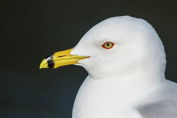 Framed Print : Ring-billed Gull(Larus delawarensis), Barrie, Ontario, Canada