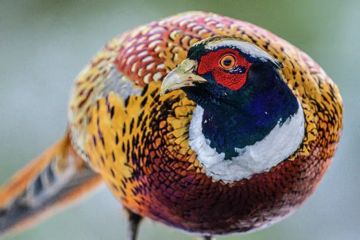 Framed Print : Ring-necked Pheasant (Phasianus colchicus) Male, Greater Subdury, Ontario, Canada