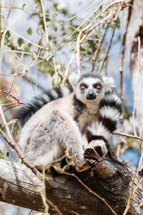 Framed Print : ring-tailed lemur, known as catta, climbs tree branch. South Madagascar, Africa Framed Print : ring-tailed lemur, known as catta, climbs tree branch. South Madagascar, Africa
