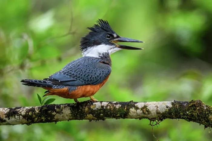 Framed Print : Ringed kingfisher (Megaceryle torquata) Framed Print : Ringed kingfisher (Megaceryle torquata)