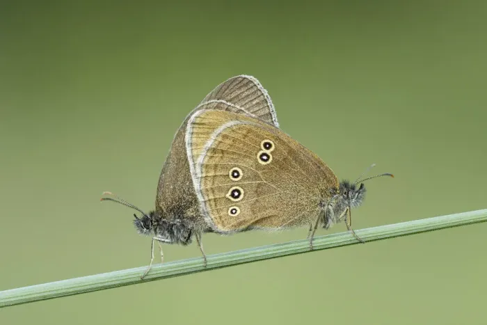 Framed Print : Ringlet Butterfly (Aphantopus hyperanthus), pair mating, Powerstock Common DWT reserve Framed Print : Ringlet Butterfly (Aphantopus hyperanthus), pair mating, Powerstock Common DWT reserve