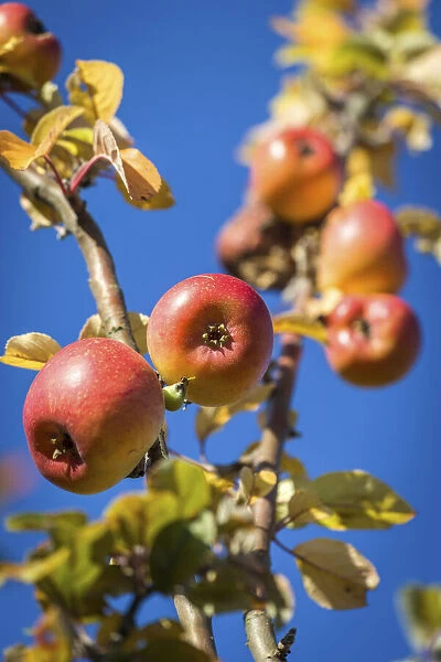 Ripe apples in the orchard meadows near Engenhahn, Niedernhausen, Hesse, Germany