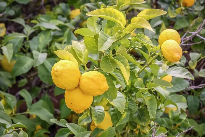 Framed Print : Ripe lemons on a lemon tree in the old town of Valldemossa, Mallorca, Balearic Islands, Spain Framed Print : Ripe lemons on a lemon tree in the old town of Valldemossa, Mallorca, Balearic Islands, Spain
