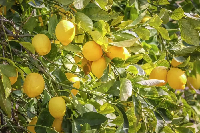 Framed Print : Ripe lemons on a lemon tree in the old town of Valldemossa, Mallorca, Balearic Islands, Spain Framed Print : Ripe lemons on a lemon tree in the old town of Valldemossa, Mallorca, Balearic Islands, Spain