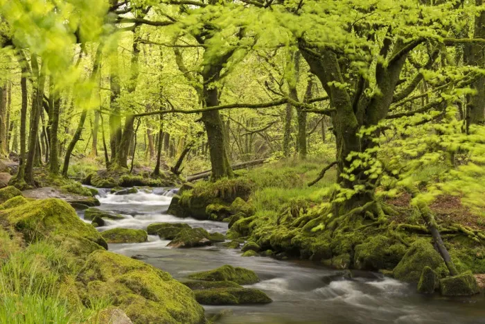 Framed Print : River Fowey running through verdant Spring woodland at Golitha Falls on Bodmin Moor Framed Print : River Fowey running through verdant Spring woodland at Golitha Falls on Bodmin Moor
