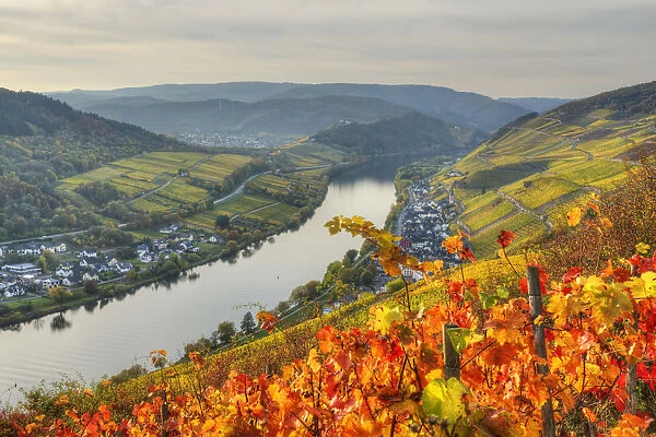 River Mosel with Zell-Merl at fall, Rhineland-Palatinate, Germany