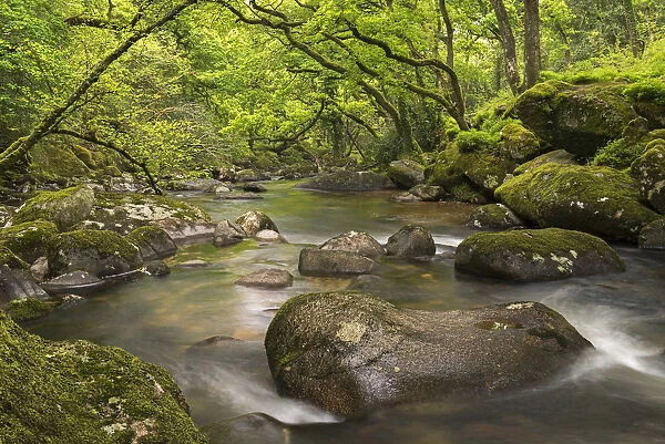 River Plym flowing through Dewerstone Wood in Dartmoor, Devon, England. Spring (May) 2016