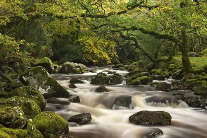 Framed Print : River Plym plunges past moss covered boulders on its course through Dewerstone Wood Framed Print : River Plym plunges past moss covered boulders on its course through Dewerstone Wood