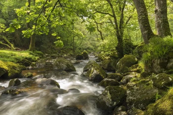 Framed Print : River Plym rushing through Dewerstone Wood, Shaugh Prior, Dartmoor, Devon, England Framed Print : River Plym rushing through Dewerstone Wood, Shaugh Prior, Dartmoor, Devon, England