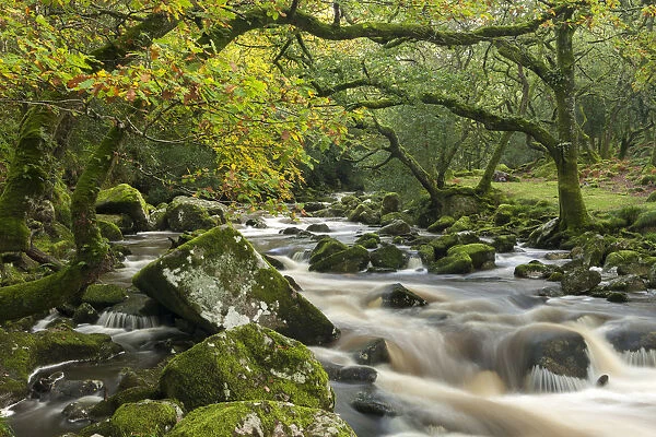 River Plym rushing through Dewerstone Wood, Shaugh Prior, Dartmoor National Park, Devon