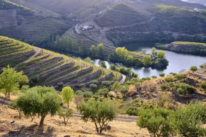 Framed Print : River Tedo, a tributary of the Douro river, and Quinta do Tedo with the terraced Framed Print : River Tedo, a tributary of the Douro river, and Quinta do Tedo with the terraced