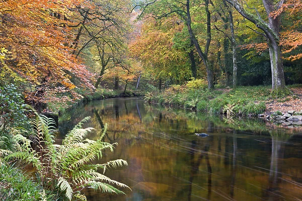 The River Teign surrounded by autumnal foliage, near Fingle Bridge in Dartmoor National