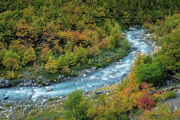River winding through beech forest in autumn, Torres del Paine National Park, Chile