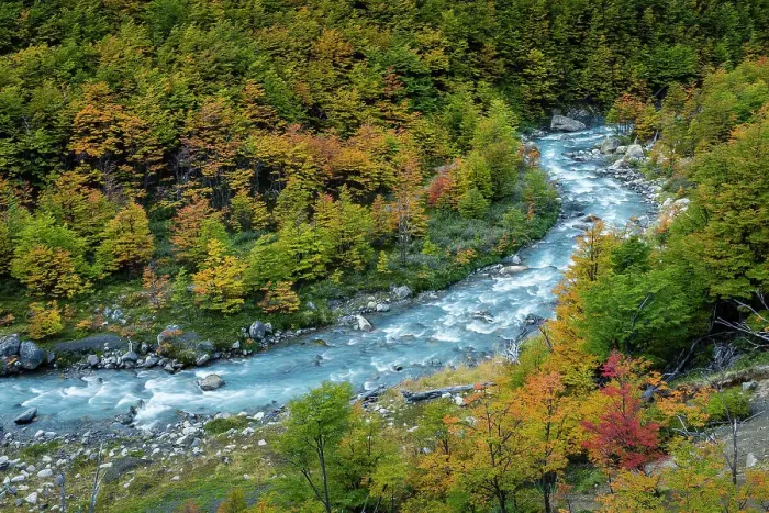 Framed Print : River winding through beech forest in autumn, Torres del Paine National Park, Chile Framed Print : River winding through beech forest in autumn, Torres del Paine National Park, Chile