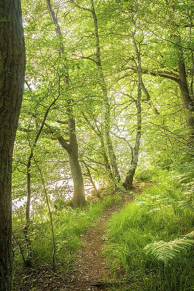 Riverside path in the Thuelsfeld Dam nature reserve, Emsland, Lower Saxony, Germany