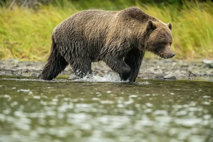 Framed Print : rizzly bear (Ursus arctos)- Mother bear and cub eating spawning sockeye salmon caught in the Chilko River, Chilcotin Wilderness, BC Interior, Canada Framed Print : rizzly bear (Ursus arctos)- Mother bear and cub eating spawning sockeye salmon caught in the Chilko River, Chilcotin Wilderness, BC Interior, Canada