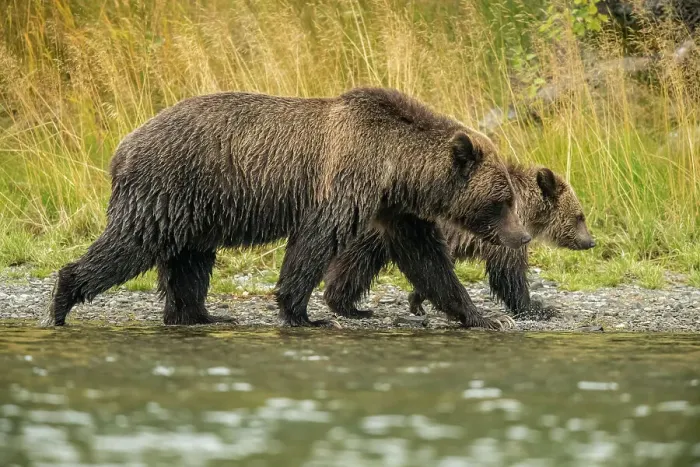 Framed Print : rizzly bear (Ursus arctos)- Mother bear and cub eating spawning sockeye salmon caught in the Chilko River, Chilcotin Wilderness, BC Interior, Canada Framed Print : rizzly bear (Ursus arctos)- Mother bear and cub eating spawning sockeye salmon caught in the Chilko River, Chilcotin Wilderness, BC Interior, Canada