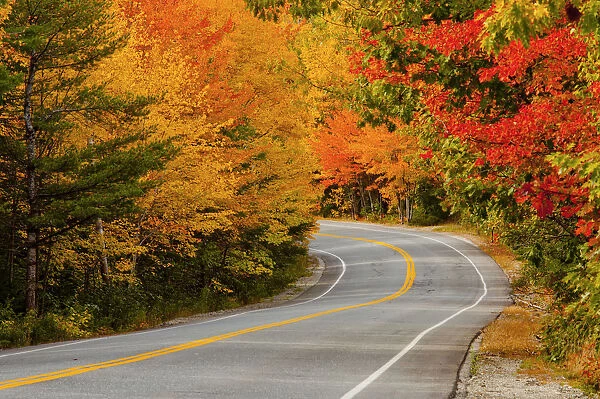 Road in Autumn, Acadia National Park, Maine, USA