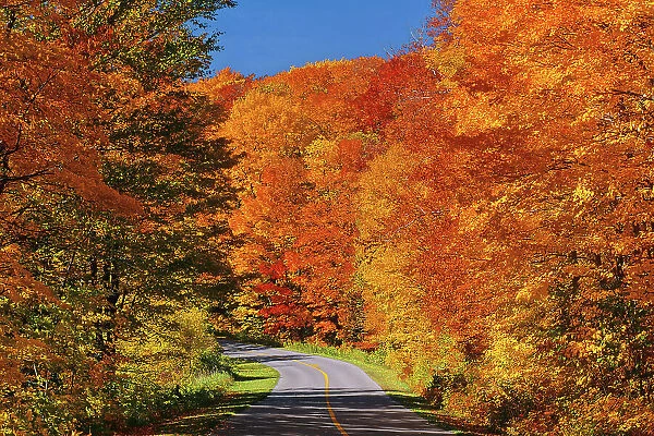 road in autumn colored forest, Quebec, Canada