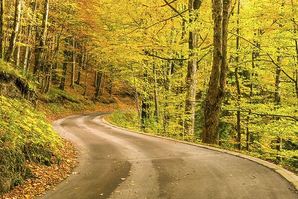 Road in Autumn Forest, Plitvice National Park, Croatia