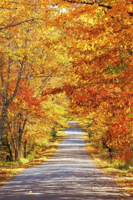 Framed Print : Road through beautiful woodland in autumn, Morrill, Maine, United States Framed Print : Road through beautiful woodland in autumn, Morrill, Maine, United States