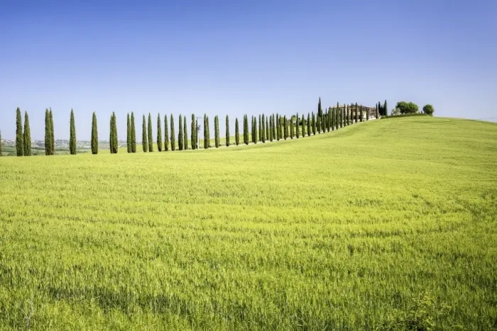 Framed Print : Road with cypresses and farmhouse. Orcia Valley, Siena district, Tuscany, Italy Framed Print : Road with cypresses and farmhouse. Orcia Valley, Siena district, Tuscany, Italy