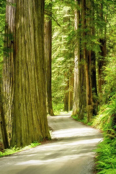 Road through Giant Redwoods, Jedediah Smith Redwoods State Park, California, USA